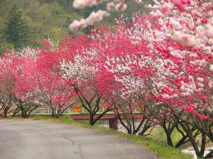 600花桃の木NO1